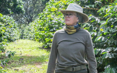 Após incêndio, produtora transforma área degradada em cultivo de café agroflorestal