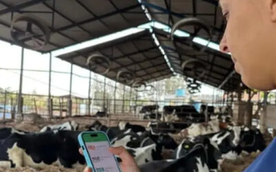 Startup de Belo Horizonte aposta em soluções digitais para a pecuária leiteira