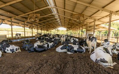 Agronegócio sustentável